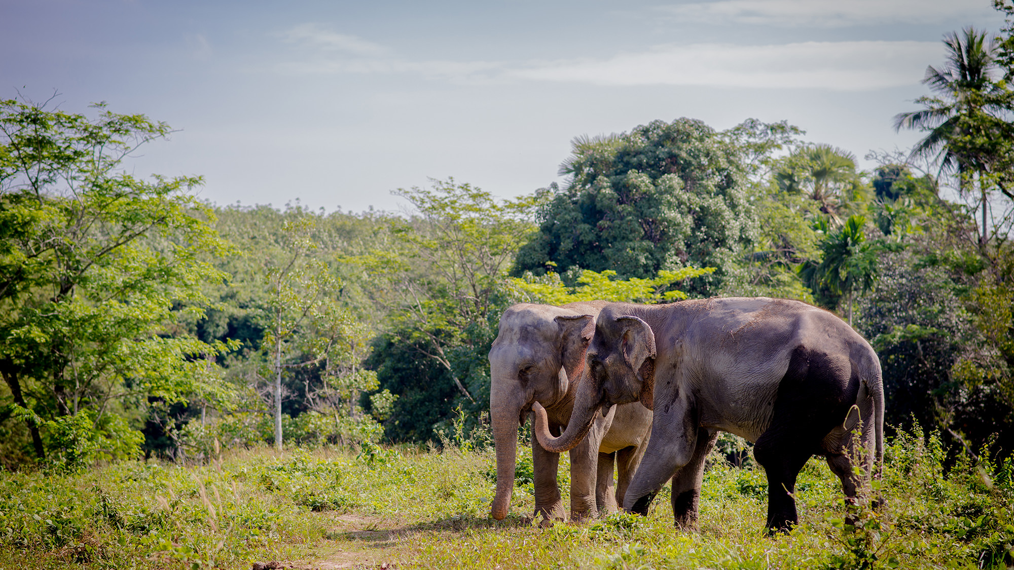 Phuket: Ethical Elephant Sanctuary